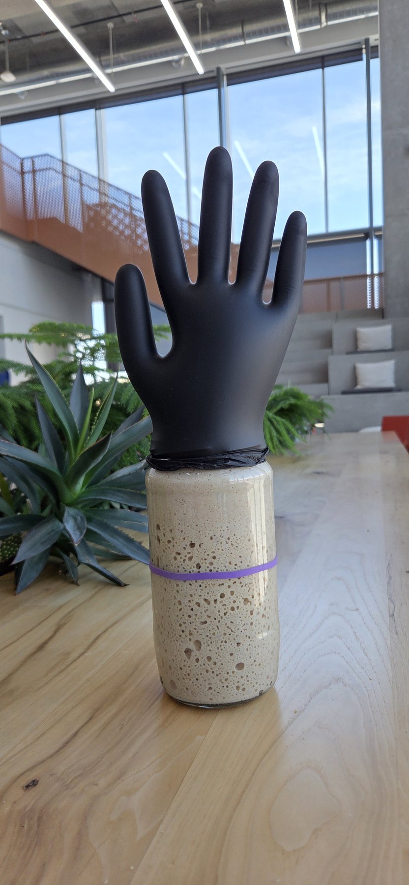 Dez - Sourdough Starter Culture